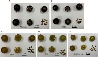 Comparison of the Fruit Volatile Profiles of Five Muscadine Grape Cultivars (Vitis rotundifolia Michx.) Using HS-SPME-GC/MS Combined With Multivariate Statistical Analysis